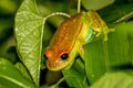 Polka-dot Tree Frog Boana punctata (DDotted Tree Frog)