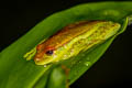 Polka-dot Tree Frog Boana punctata (DDotted Tree Frog)