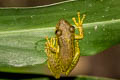 Red Snouted Tree Frog Scinax rubra (Allen's Snouted Tree Frog)