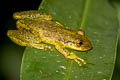 Red Snouted Tree Frog Scinax rubra (Allen's Snouted Tree Frog)