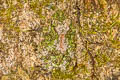 Hollow-snouted Shrub Frog Pseudophilautus cavirostris
