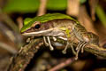 Assam Rock Frog Odorrana chloronota (Chloronate Huia Frog)