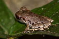 Bala Litter Frog Leptobrachella sola