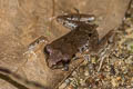 Bala Litter Frog Leptobrachella sola