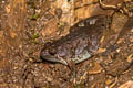 Banded Bullfrog Kaloula pulchra