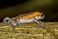 Banded Bullfrog Kaloula pulchra