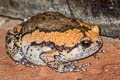 Banded Bullfrog Kaloula pulchra