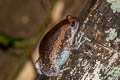 Banded Bullfrog Kaloula pulchra