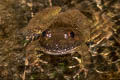 Banna Big-headed Frog Limnonectes bannaensis