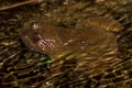 Banna Big-headed Frog Limnonectes bannaensis