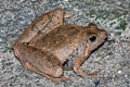 Berdmore's Chorus Frog Microhyla berdmorei
