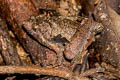 Berdmore's Chorus Frog Microhyla berdmorei