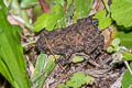 Black-spined Toad Duttaphrynus melanostictus