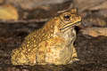 River Toad Phrynoidis asper