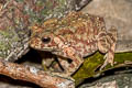 River Toad Phrynoidis asper