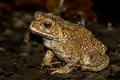 Black-spined Toad Duttaphrynus melanostictus
