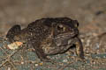 Black-spined Toad Duttaphrynus melanostictus