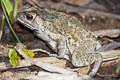 Black-spined Toad Duttaphrynus melanostictus