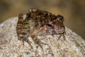 Blyth's Giant Frog Limnonectes blythii (Giant Mountain Frog)