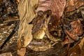 Blyth's Giant Frog Limnonectes blythii (Giant Mountain Frog)