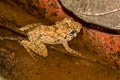 Blyth's Giant Frog Limnonectes blythii (Giant Mountain Frog)