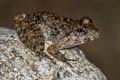 Blyth's Giant Frog Limnonectes blythii (Giant Mountain Frog)