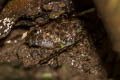 Blyth's Giant Frog Limnonectes blythii (Giant Mountain Frog)