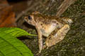 Blyth's Giant Frog Limnonectes blythii (Giant Mountain Frog)