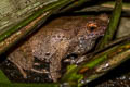 Boonsong's Horned Frog Xenophrys lekaguli (Chanthaburi Horned Frog)