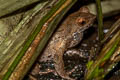 Boonsong's Horned Frog Xenophrys lekaguli (Chanthaburi Horned Frog)