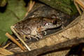Border Litter Frog Leptobrachella sinorensis