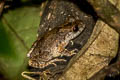 Border Litter Frog Leptobrachella sinorensis