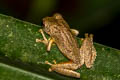 Boulenger's Tree Frog Kurixalus verrucosus