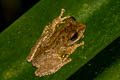 Boulenger's Tree Frog Kurixalus verrucosus