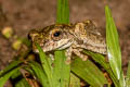 Boulenger's Tree Frog Kurixalus verrucosus