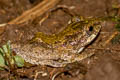 Boulenger's Tree Frog Kurixalus verrucosus