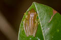 Burmese Bush Frog Rohanixalus vittatus