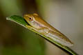 Burmese Bush Frog Rohanixalus vittatus