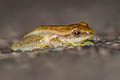 Burmese Bush Frog Rohanixalus vittatus