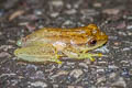 Burmese Bush Frog Rohanixalus vittatus