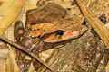 Burmese Horned Frog Brachytarsophrys carinense