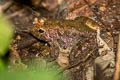 Capped Frog Limnonectes gyldenstolpei (Gyldenstolpe's Frog)