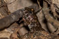 Capped Frog Limnonectes gyldenstolpei (Gyldenstolpe's Frog)