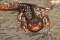 newt