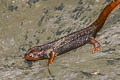 Chiang Mai Crocodile Newt Tylototriton uyenoi  (Uyeno's Crocodile Newt)