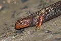 newt
