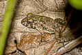 Chiang Mai Rain-pool Frog Minervarya chiangmaiensis