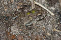 Chiang Mai Rain-pool Frog Minervarya chiangmaiensis