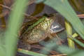 Common Puddle Frog Occidozyga lima (Green Puddle Frog)