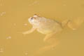 Common Puddle Frog Occidozyga lima (Green Puddle Frog)